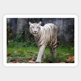 White Bengal Tiger Sticker